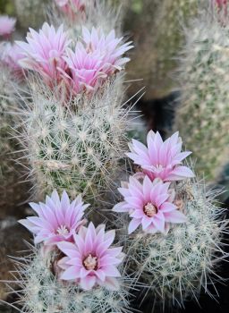 Escobaria strobiliformis